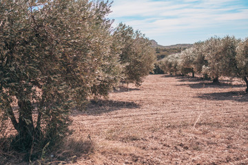 Landscape in Provence - gardens and mountains