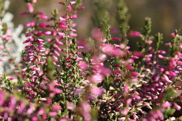 Obraz premium Calluna vulgaris