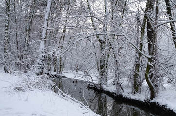 Winter snow forest. Snow lies on the branches of trees. Frosty snowy weather. Beautiful winter forest landscape.