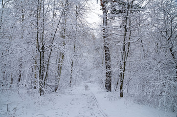 Winter snow forest. Snow lies on the branches of trees. Frosty snowy weather. Beautiful winter forest landscape.