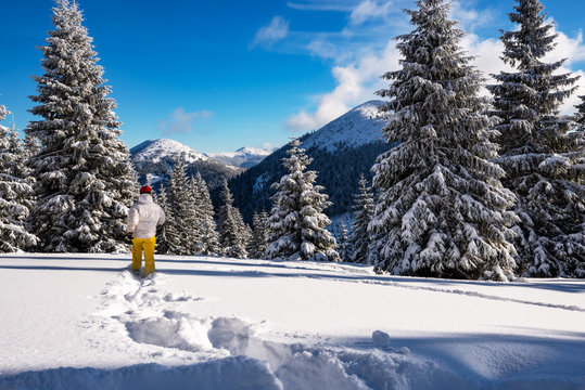 Traveler, woman runs among huge pine trees covered with snow