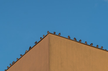 Fototapeta na wymiar szereg gołębi na dachu budynku