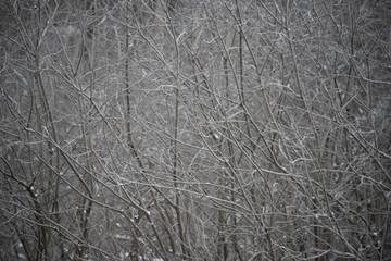 The winter forest in hoarfrost