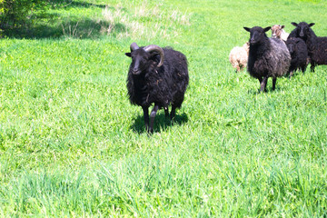 horned black sheep leads a herd of sheep through a green meadow