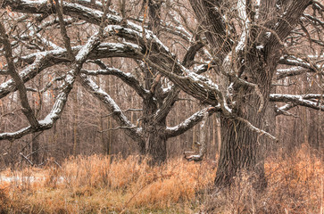 Two huge oak trees with low branches growng naturally, dusted with snow.