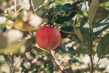 Big ripe juicy red apple on a tree branch in the autumn