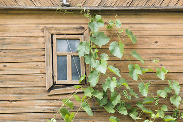 Winorośl z zielonymi winogronami pnąca się na ścianie z oknem drewnianego domu szopy stodoły wieś Podlasie Polska