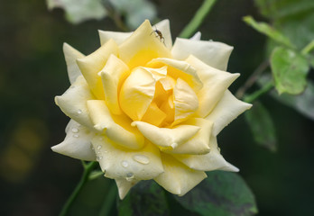 Yellow rose in the summer garden close-up.