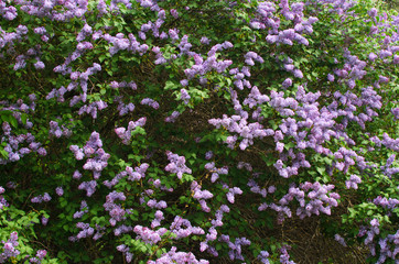 Obraz premium huge Bush of blooming lilac in the garden