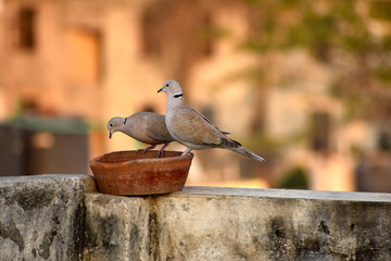 cute pigeon