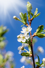 Flower of cherry wood.