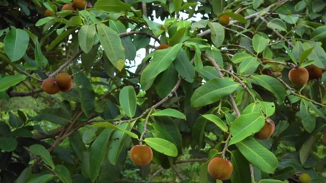 Steadycam shot of the mabolo or velvet apple tree with lots of fruit on it