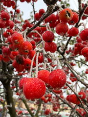 The frozen red berries on a tree.