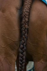 Brown Horses tail plaited