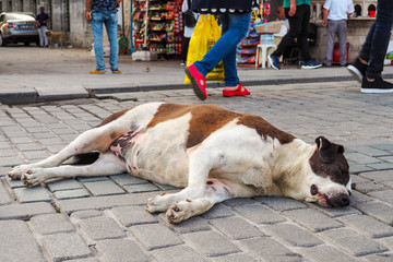 stray dog sleeps on city street in the middle of the sidewalk