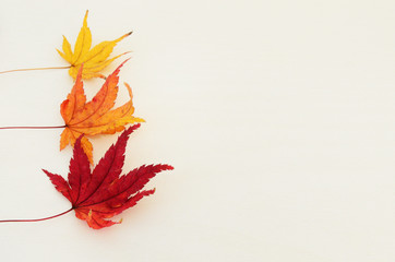 カラフルなモミジの葉