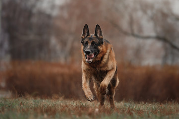 Running german shepherd dog
