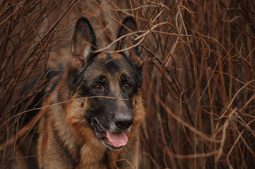 Portrait of a german shepherd dog in the bushes