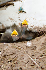 grey baby swallows sitting in the nest