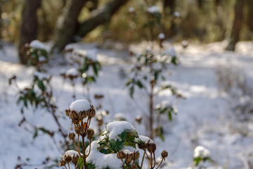 Christmas landscape. Snowy rockrose bush in a pine forest