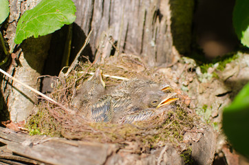 Chicks of wild birds in the nest attached to the trunk of an old tree in the garden