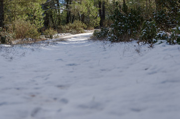 Winter landscape. Snowy path in the pine forest