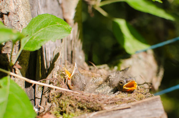 Chicks of wild birds in the nest attached to the trunk of an old tree in the garden