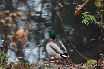 Obraz premium Ente vor Wasser