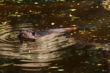 Eurasian beaver (Castor fiber) swimming  in pond, small green and yellow leaves on dark water surface, only his head, back and tail visible.