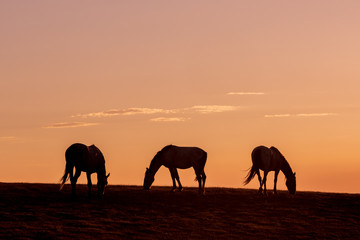 Obraz na płótnie Canvas Wild Horses Silhouetted at Sunset
