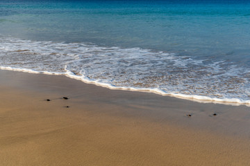 Sunlight reflecting from an untouched golden sand beach with black rocks and sea foam waves on a warm sunny summer morning.