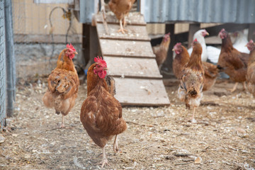 Chickens in outdoor pen