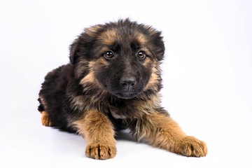 one german shepherd puppy posing on white background