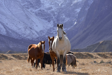 Obraz premium Wild horses graze in the snowy mountains on a Sunny autumn day.