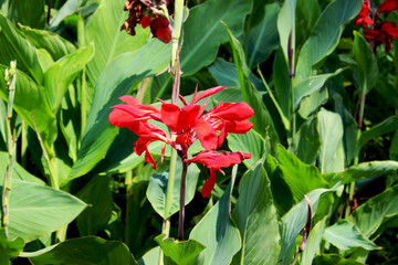 Canna lily
