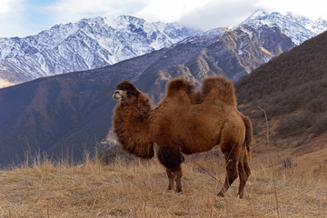A large two-humped camel walks in the snowy mountains in late autumn.