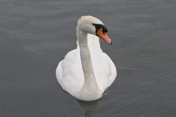 Swan