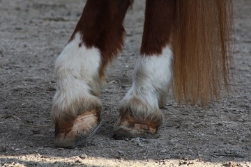 Hooves of a Horse