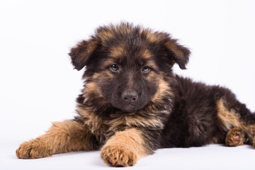 one german shepherd puppy posing on white background