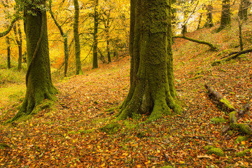 Beautiful autumn forest scene at Dartmoor in Devon