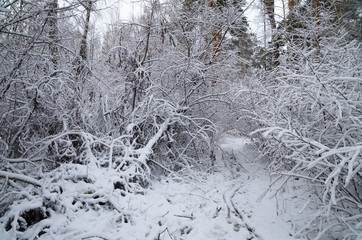 Winter snow forest. Snow lies on the branches of trees. Frosty snowy weather. Beautiful winter forest landscape.
