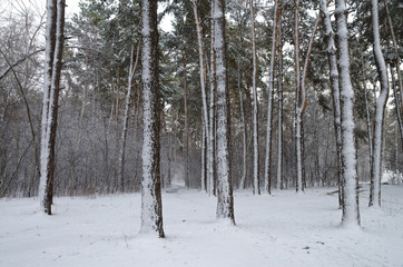 Winter snow forest. Snow lies on the branches of trees. Frosty snowy weather. Beautiful winter forest landscape.