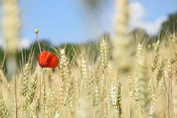 Fototapeta premium Coquelicot au milieu d'un champ de blé