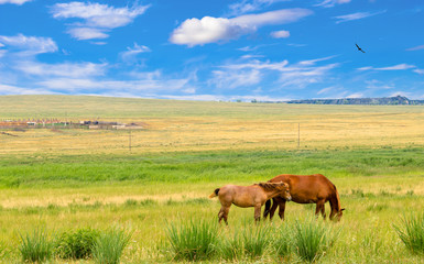 Fototapeta na wymiar Wild horse and foal graze in the steppe of Khakassia. Beautiful summer landscape for travel stories with a bright blue sky and delightful clouds, grass, dried in the sun, freedom bird and horses.