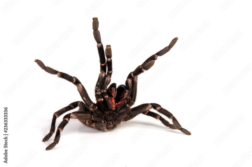 Poster Tigervogelspinne (Haplopelma longipes / Cyriopagopus longipes) - Earthtiger