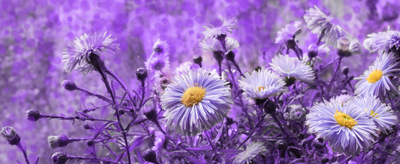 proton purple flowers chrysanthemum background banner modern design