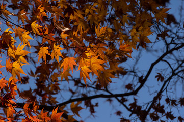 紅葉