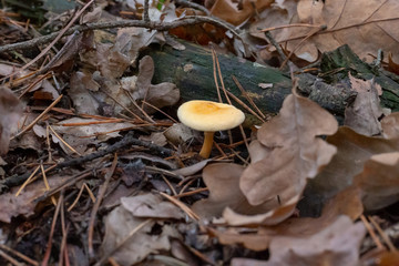 grzyb w lesie, suche liście © Arkadiusz