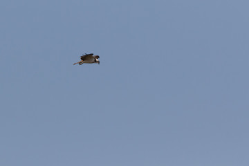 Osprey (Pandion haliaetus)