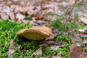 grzyb w lesie, suche liście